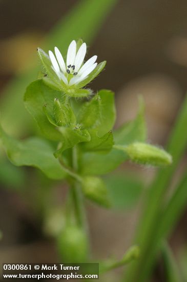 Common Chickweed