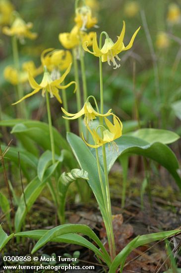 Glacier Lilies