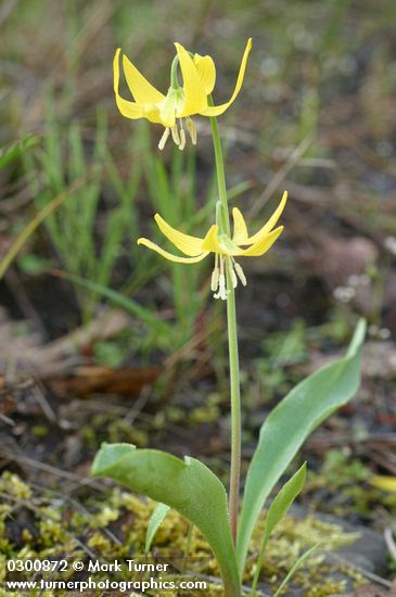 Glacier Lily