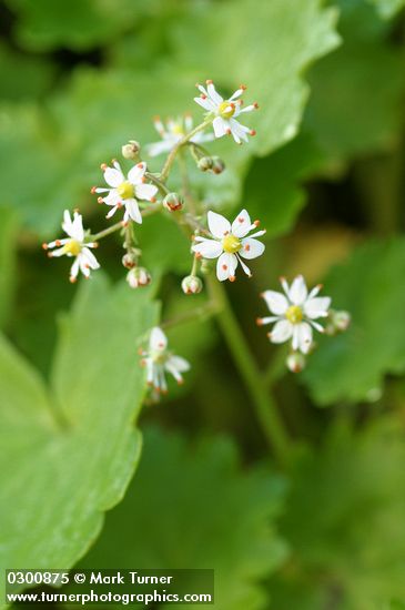Mertens' Saxifrage blossoms detail