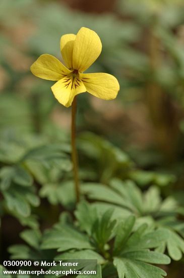 Shelton's Violet blossom & foliage detail