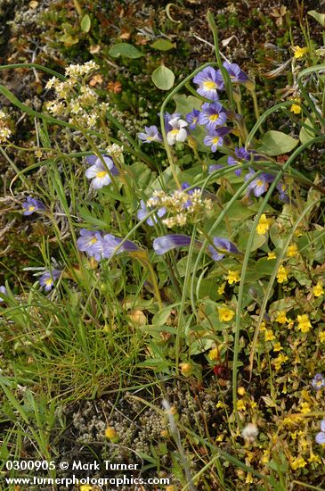 Naked Broomrape w/ Chickweed Monkeyflower & Western Saxifrage