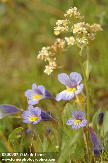 Naked Broomrape w/ Western Saxifrage soft bkgnd