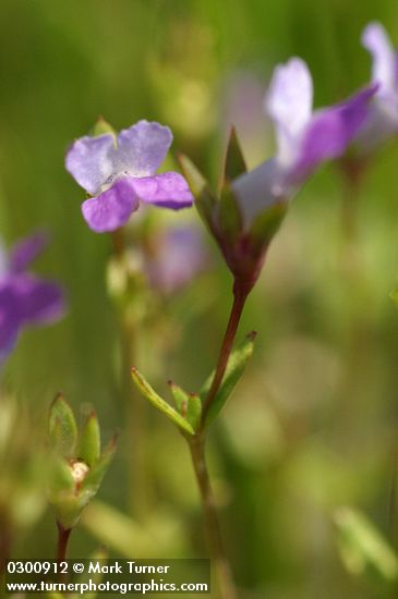 Few-flowered Blue-eyed Mary blossoms detail