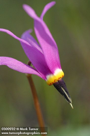 Desert Shooting Star blossom extreme detail