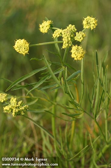 Slender-fruited Desert Parsley