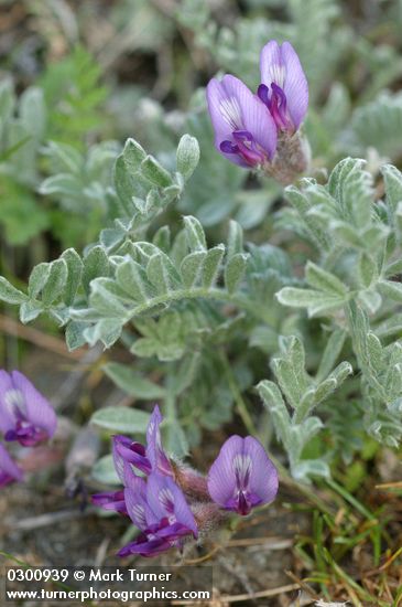 Woolly-pod Milk Vetch