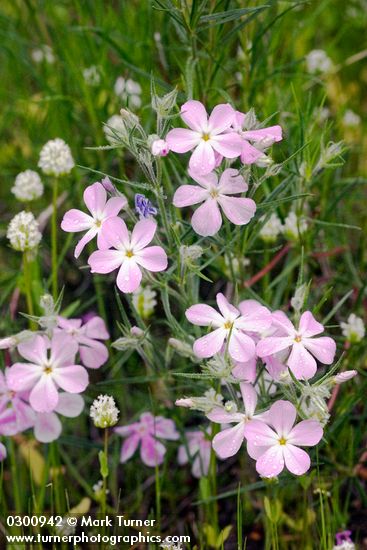 Long-leaf Phlox w/ raindrops