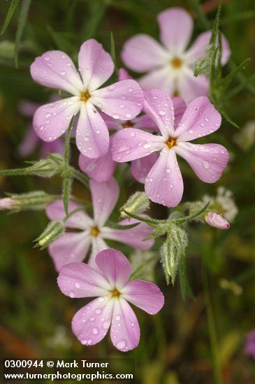 Long-leaf Phlox blossoms detail w/ raindrops