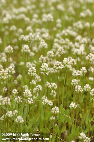 White Plectritis