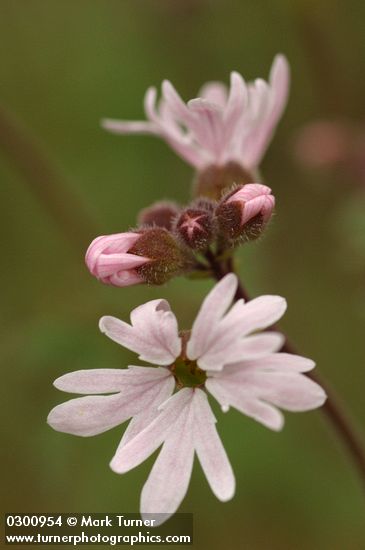 Small-flowered Prairie Star blossoms extreme detail
