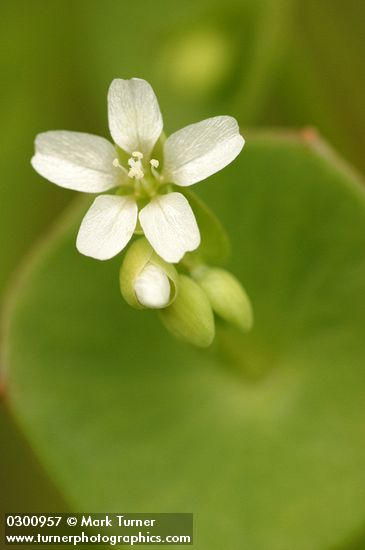 Miner's Lettuce blossom & foliage detail