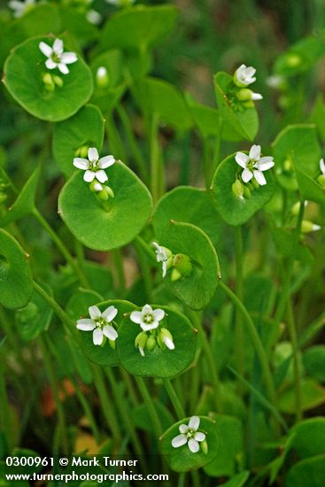 Miner's Lettuce