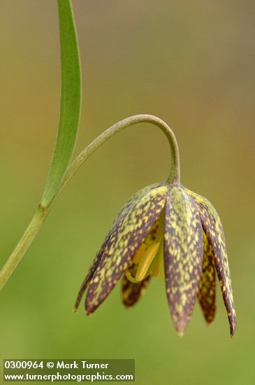 Chocolate Lily blossom detail