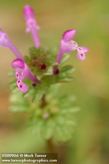 Clasping Henbit blossoms & foliage detail