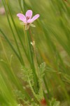 Filaree blossom & foliage detail