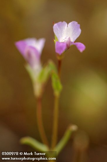 Few-flowered Blue-eyed Mary blossoms extreme detail
