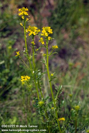American Winter Cress