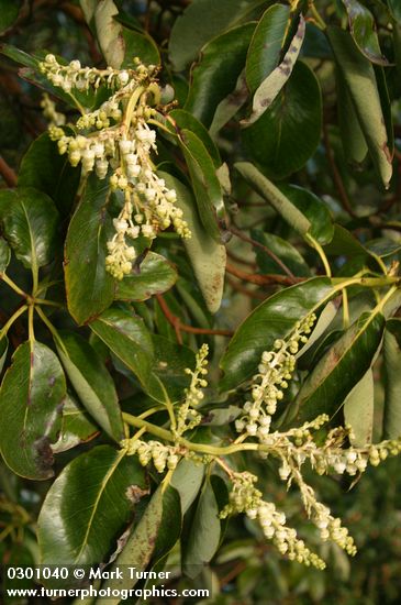 Pacific Madrone blossoms & foliage detail