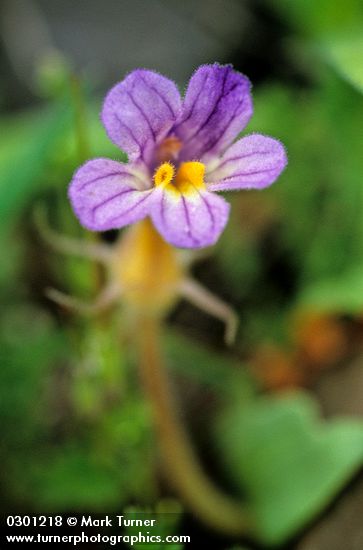 Naked Broomrape blossom detail