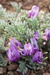Woolly-pod Locoweed