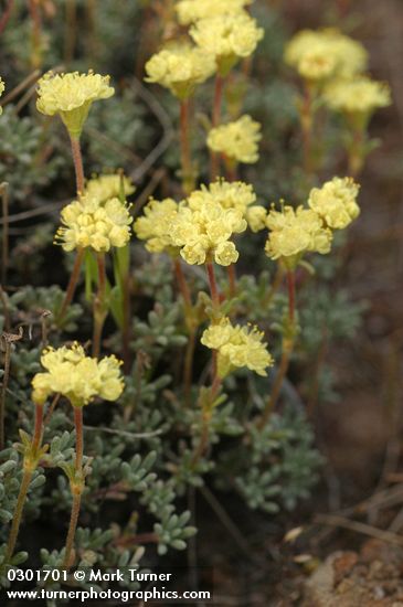 Thyme-leaf Desert Buckwheat blossoms & foliage detail