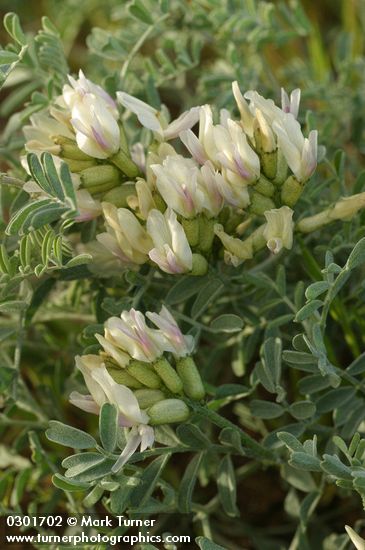 Medick Milkvetch