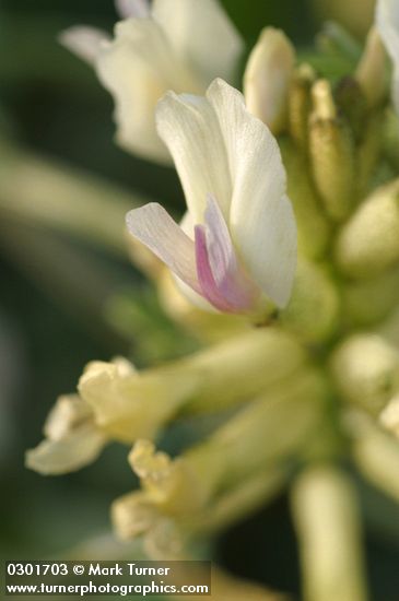 Medick Milkvetch blossom extreme detail
