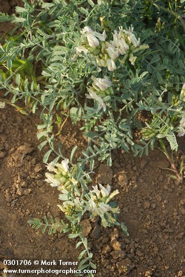Medick Milkvetch