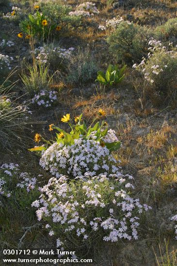 Showy Phlox w/ Arrowleaf Balsamroot, backlit late afternoon