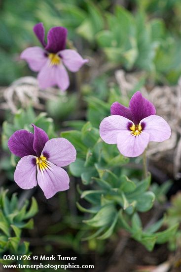 Sagebrush Violets