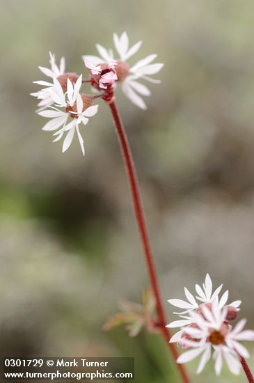 Bulblet Prairie Star blossoms detail