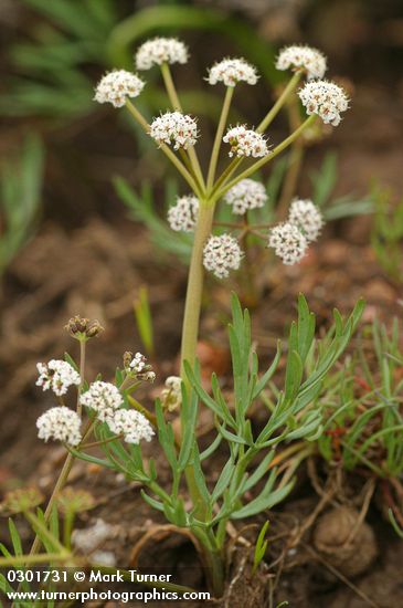 Salt & Pepper (Piper's Desert Parsley)