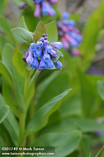 Leafy bluebells blossoms & foliage detail