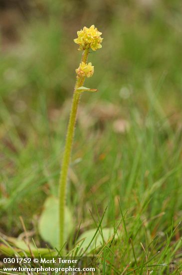 Western Swamp Saxifrage