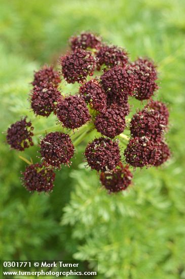 Fern-leaf Biscuit-root blossoms detail