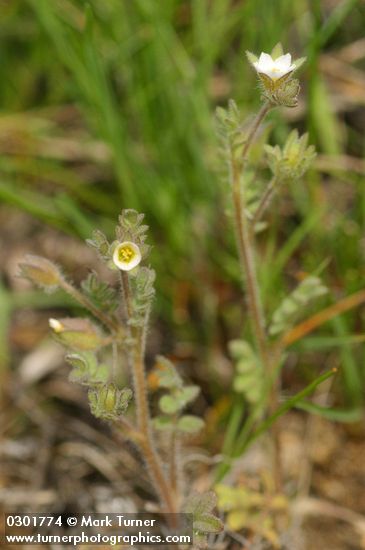 Littlebells polemonium