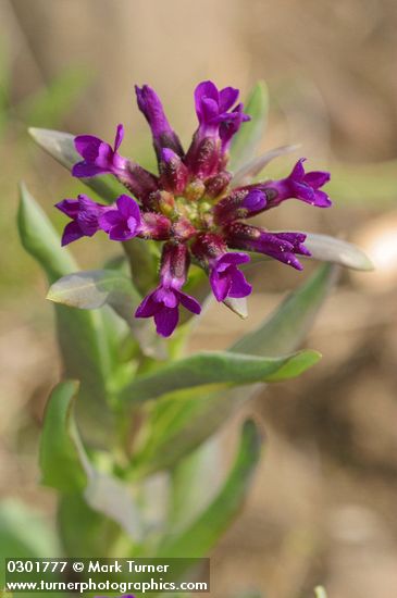 Sicklepod rockcress blossoms detail