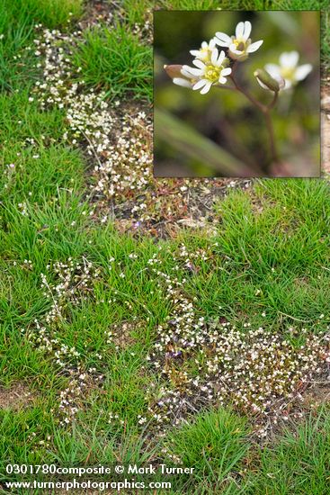 Spring Whitlow-grass massed among grass
