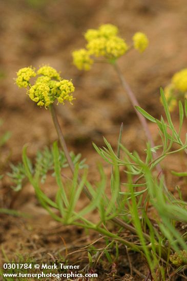 Hamblen's Desert-parsley blossoms & foliage detail