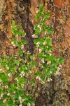 Wax currant blossoms & foliage against Ponderosa Pine trunk