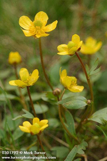 Sagebrush Buttercup blossoms detail
