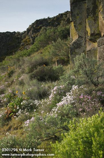 Showy Phlox, Arrowleaf Balsamroot among Sagebrush in basalt rock garden, morning