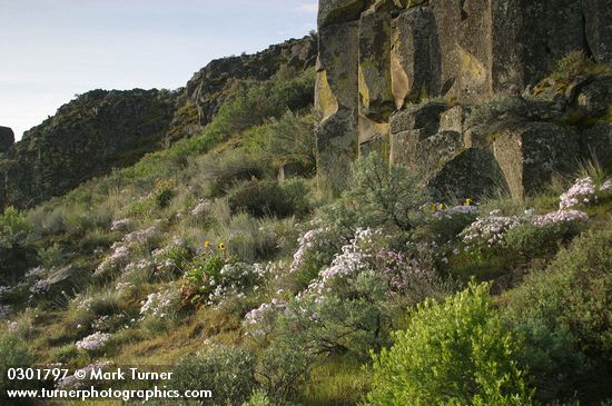 Showy Phlox, Arrowleaf Balsamroot among Sagebrush in basalt rock garden, morning