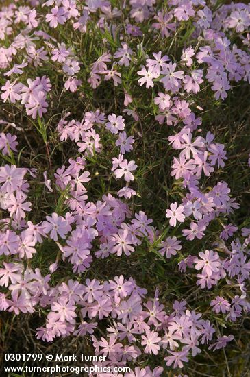 Showy Phlox