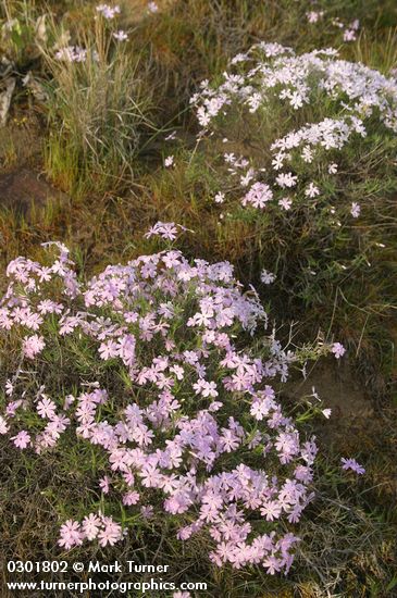 Showy Phlox pink & white forms