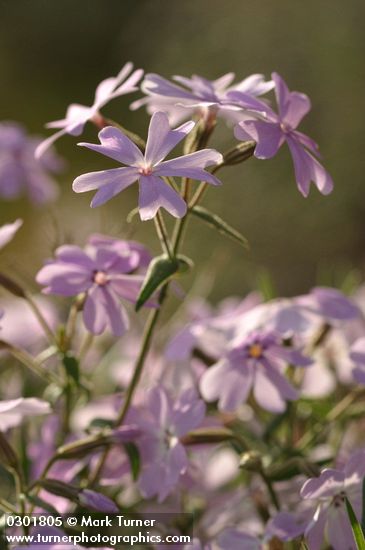 Showy Phlox blossoms, detail in morning side light