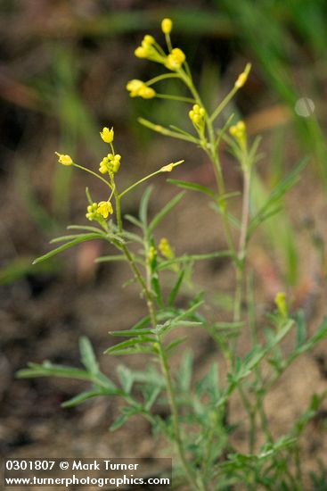 Western Tansymustard