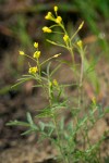 Western Tansymustard