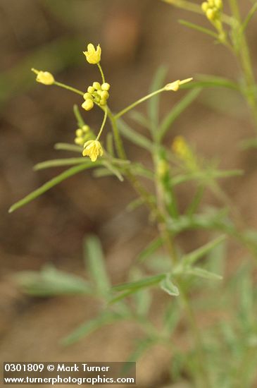 Western Tansymustard blossoms